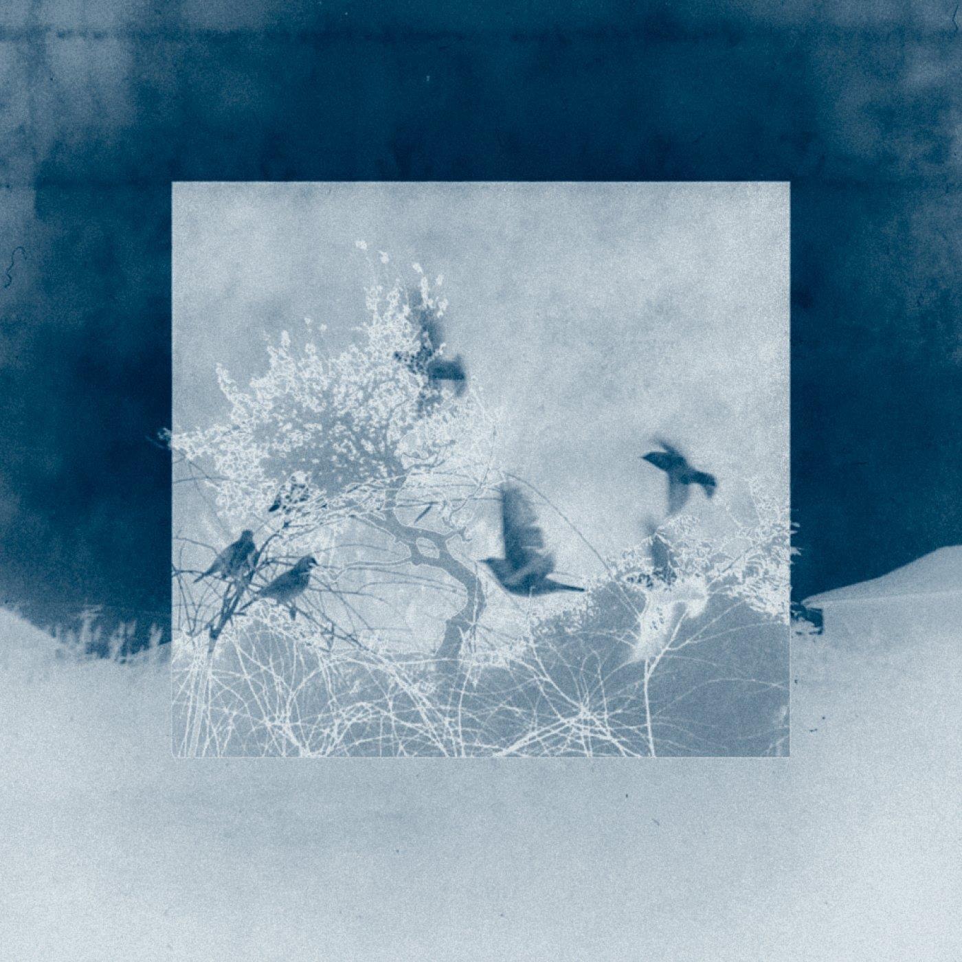 Bluebird