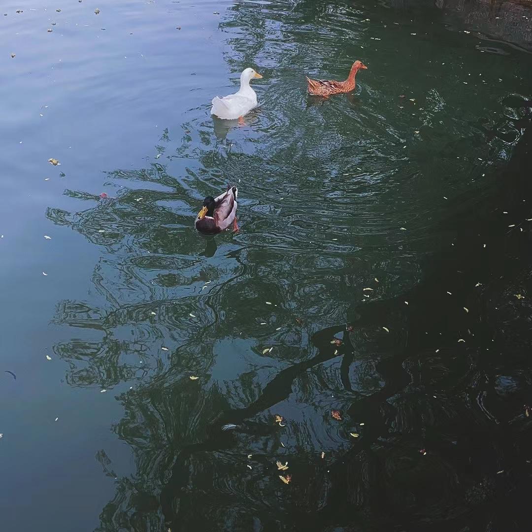 雀跃