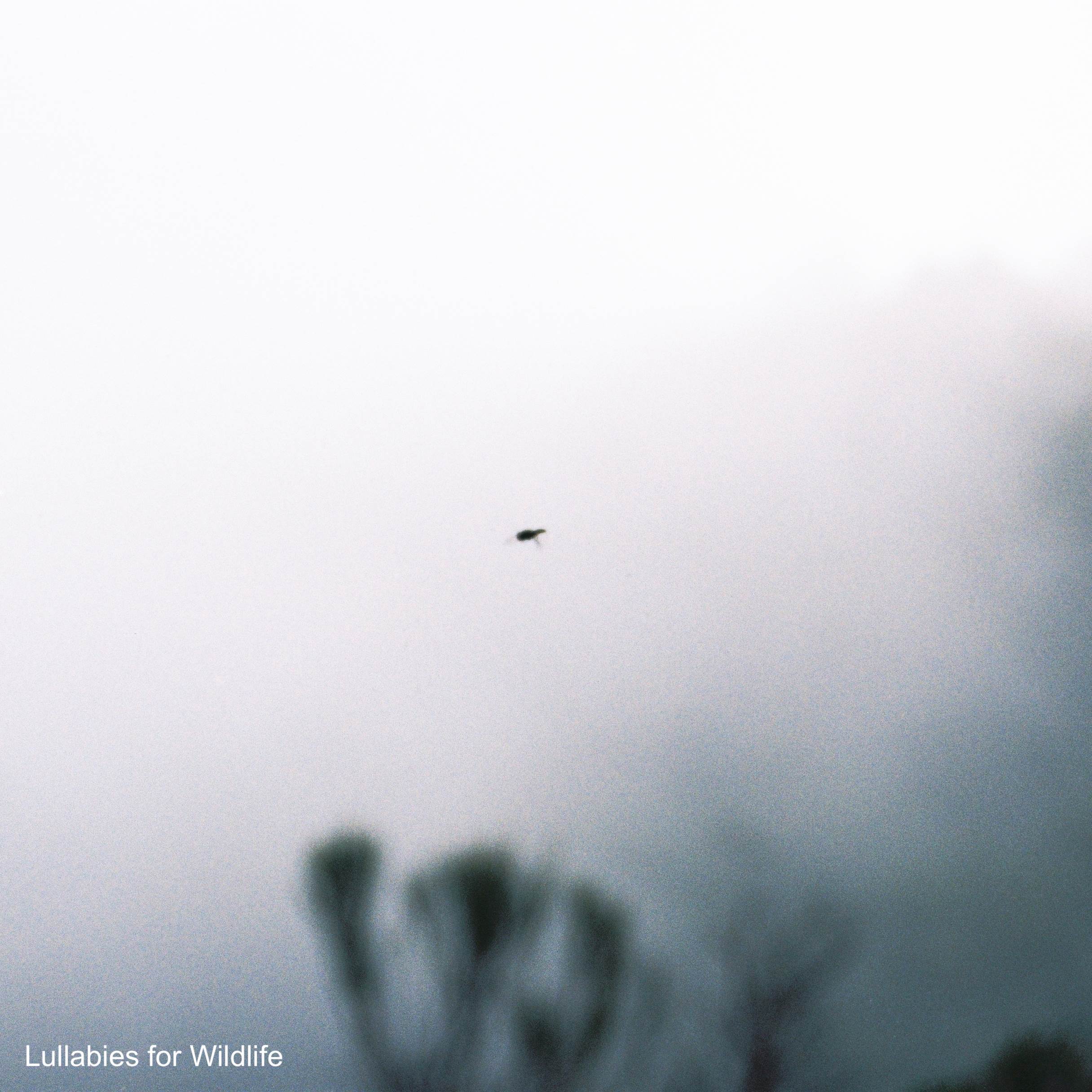 Lullabies For Wildlife