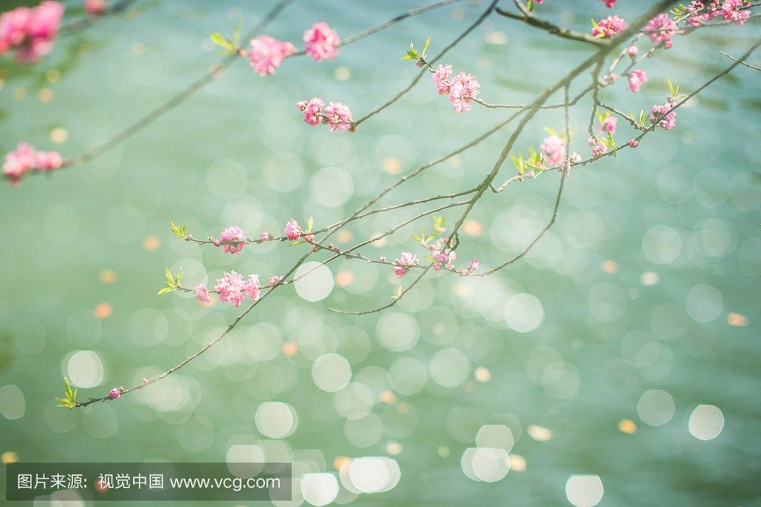 桃花诺