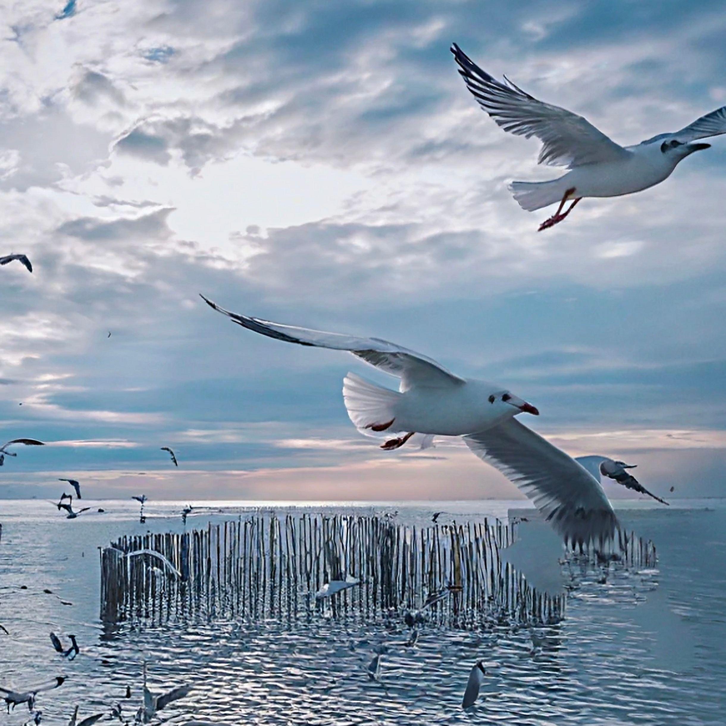 Seagull
