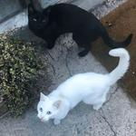 凌晨懒猫专辑