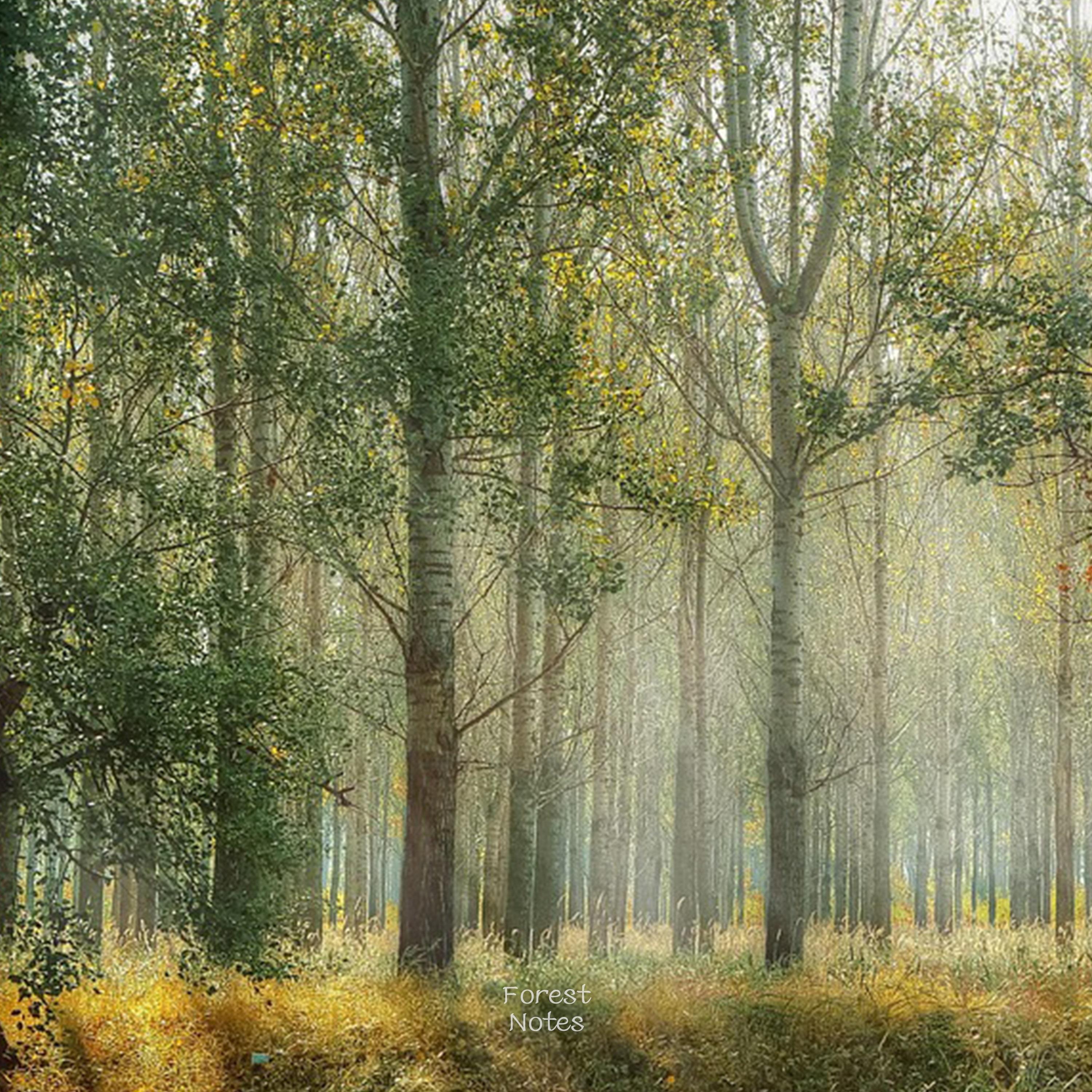 기억의 숲 (은아 X Forest Notes)专辑
