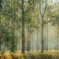 기억의 숲 (은아 X Forest Notes)