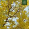 Funky Notes - Ginkgo