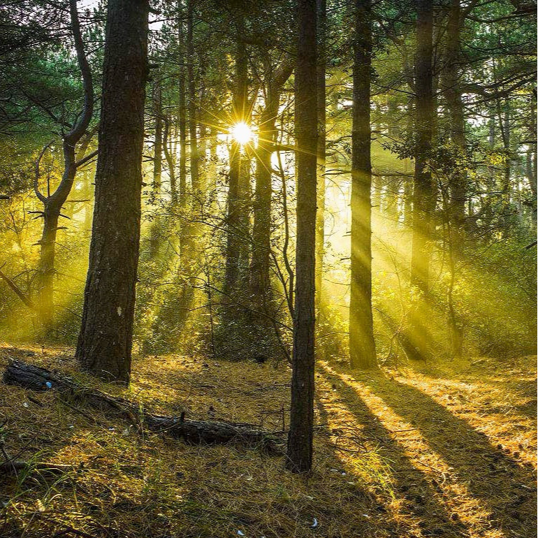 Canon Waltz Piano 卡农华尔兹钢琴