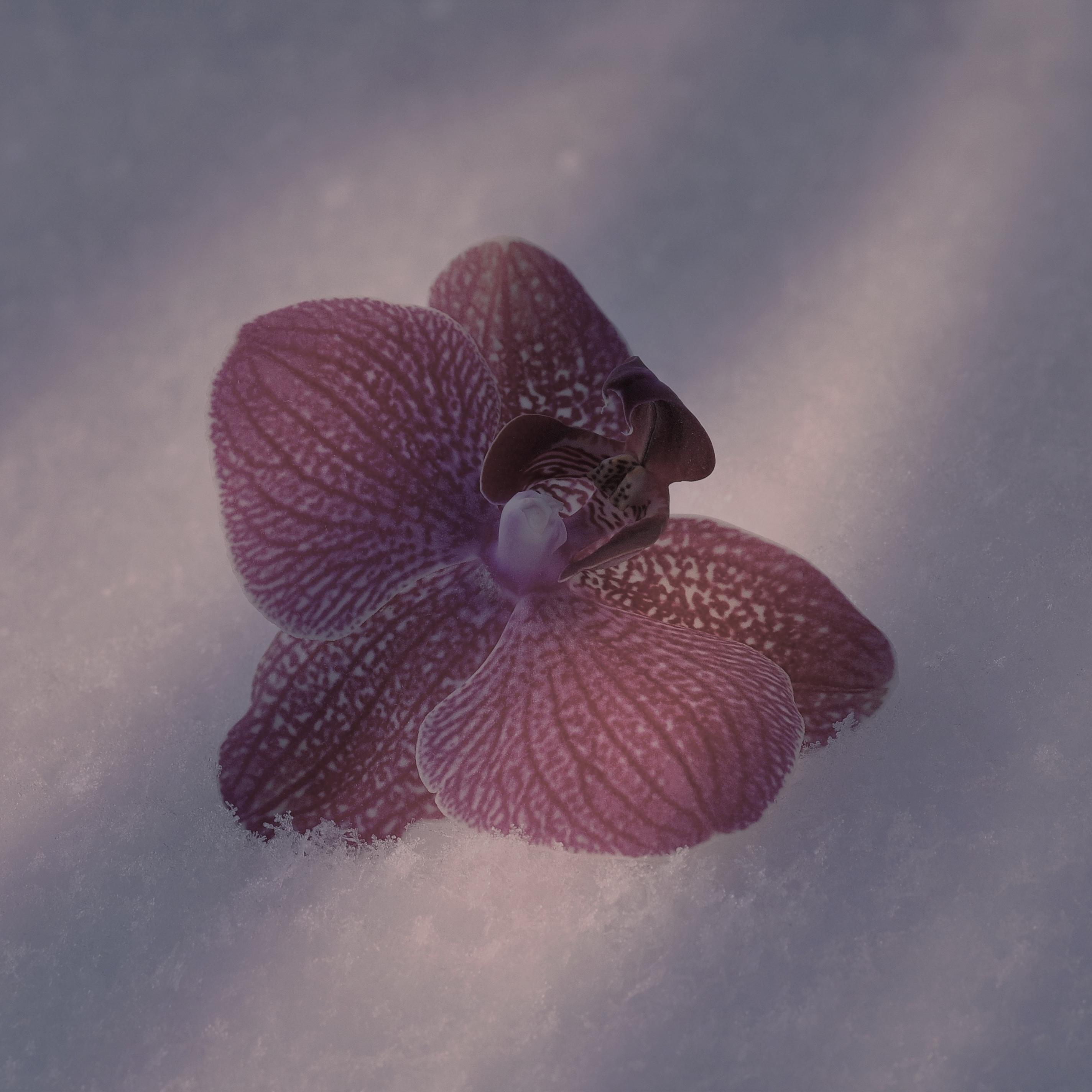 雪兰花