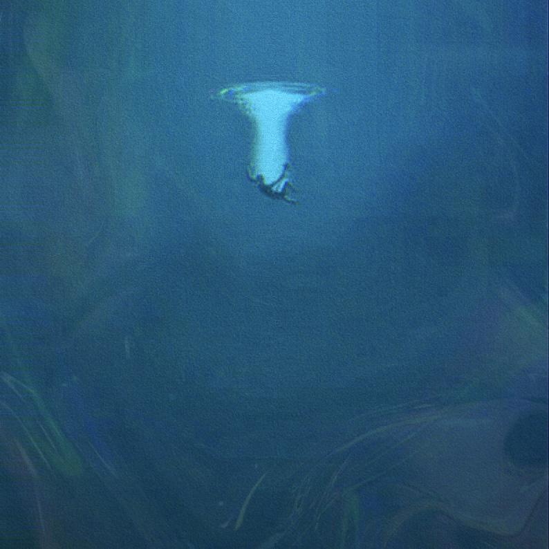 死在水里的鱼