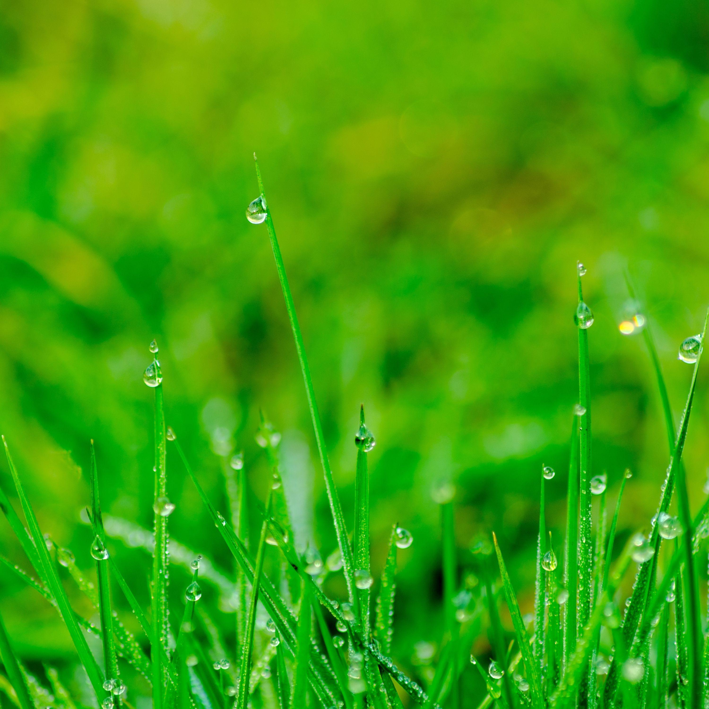 Livia Binaural - Reflections Dewdrop Rainfall Tranquil Tranquility