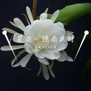 昙花一现雨及时（翻自 周深）