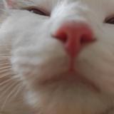 橘子
