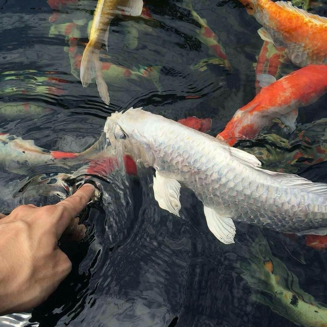 ENIGMA SadenessDJ Bope（翻自 DJ Bope）