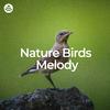 Nature And Bird Sounds - Nature's Bird Harmony