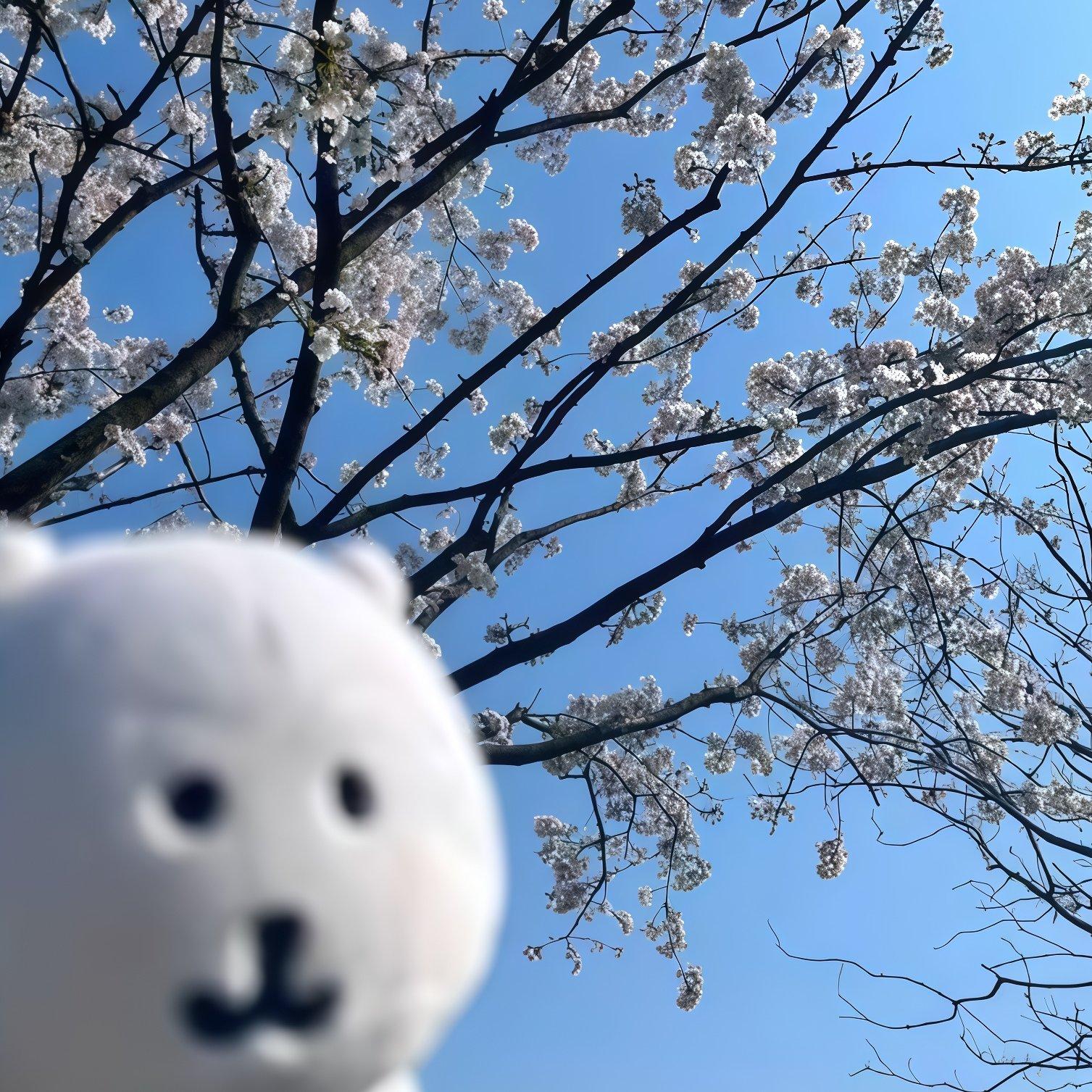 迷途未返（TF小羊 桂圆左千 吉米 思罕）