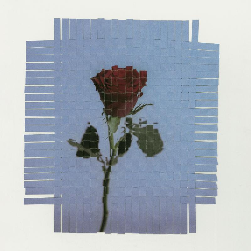 The rose