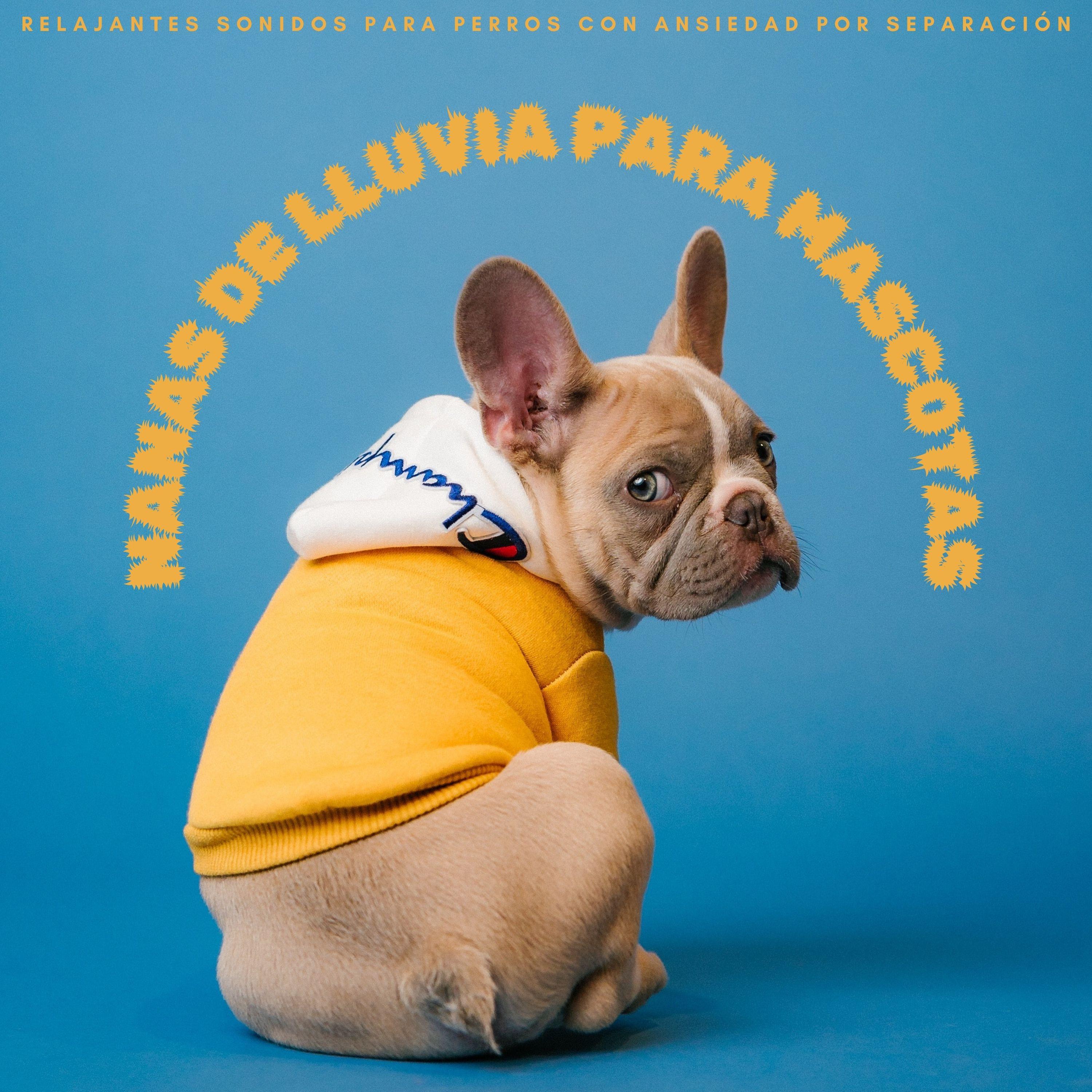 Mascotas tranquilas - Perros Relajados