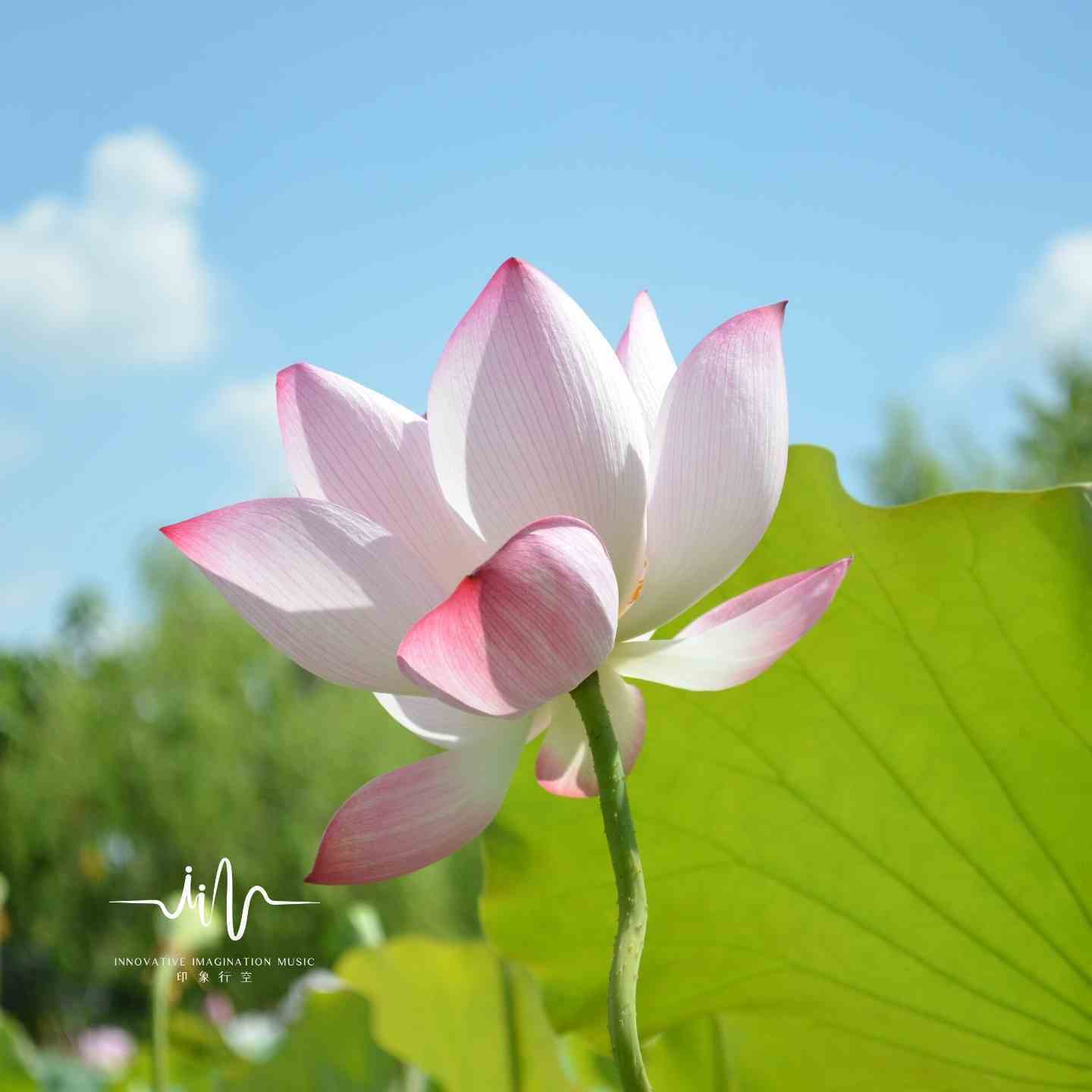 听风耳语|冥想治愈读书|放松心情