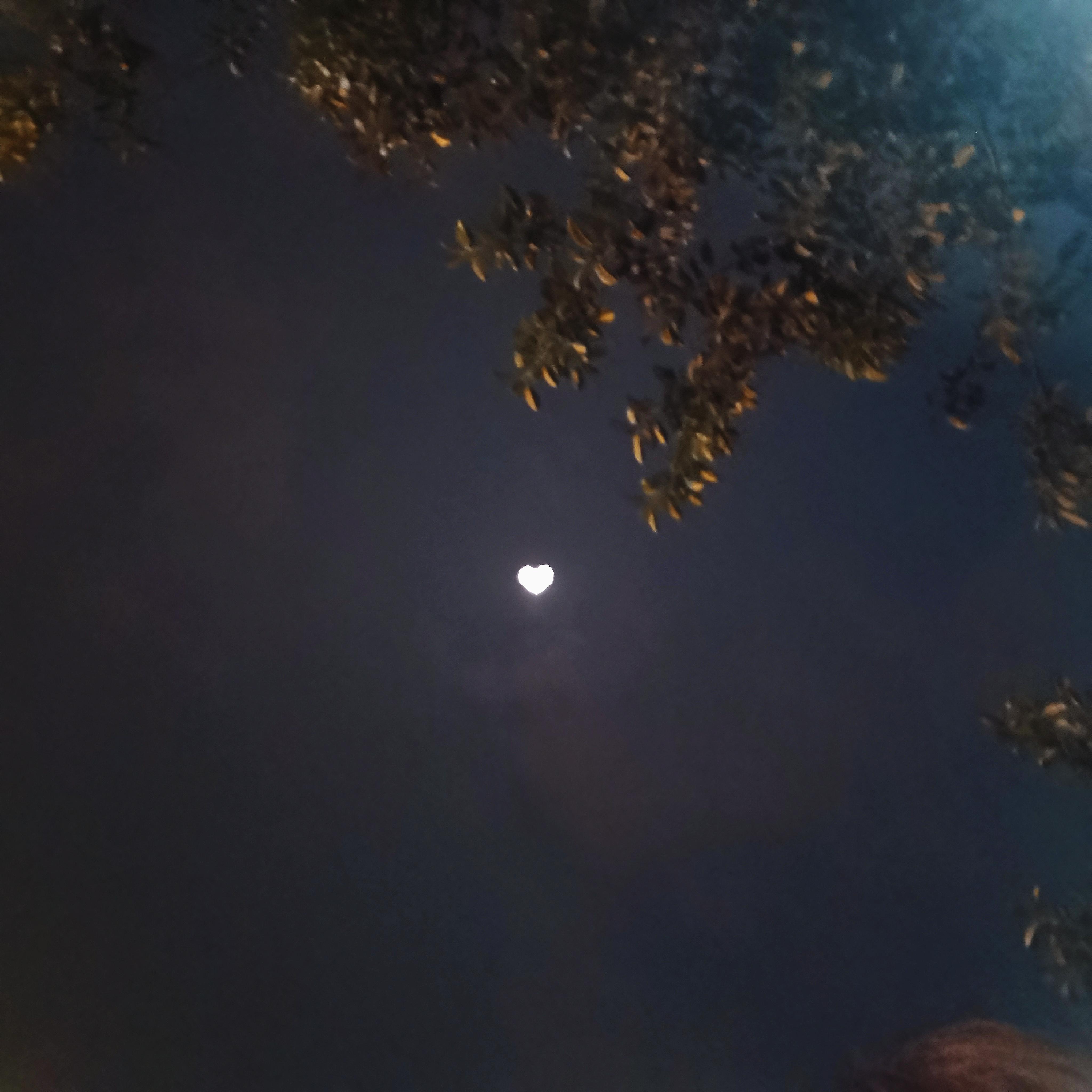 风月归你我归人海