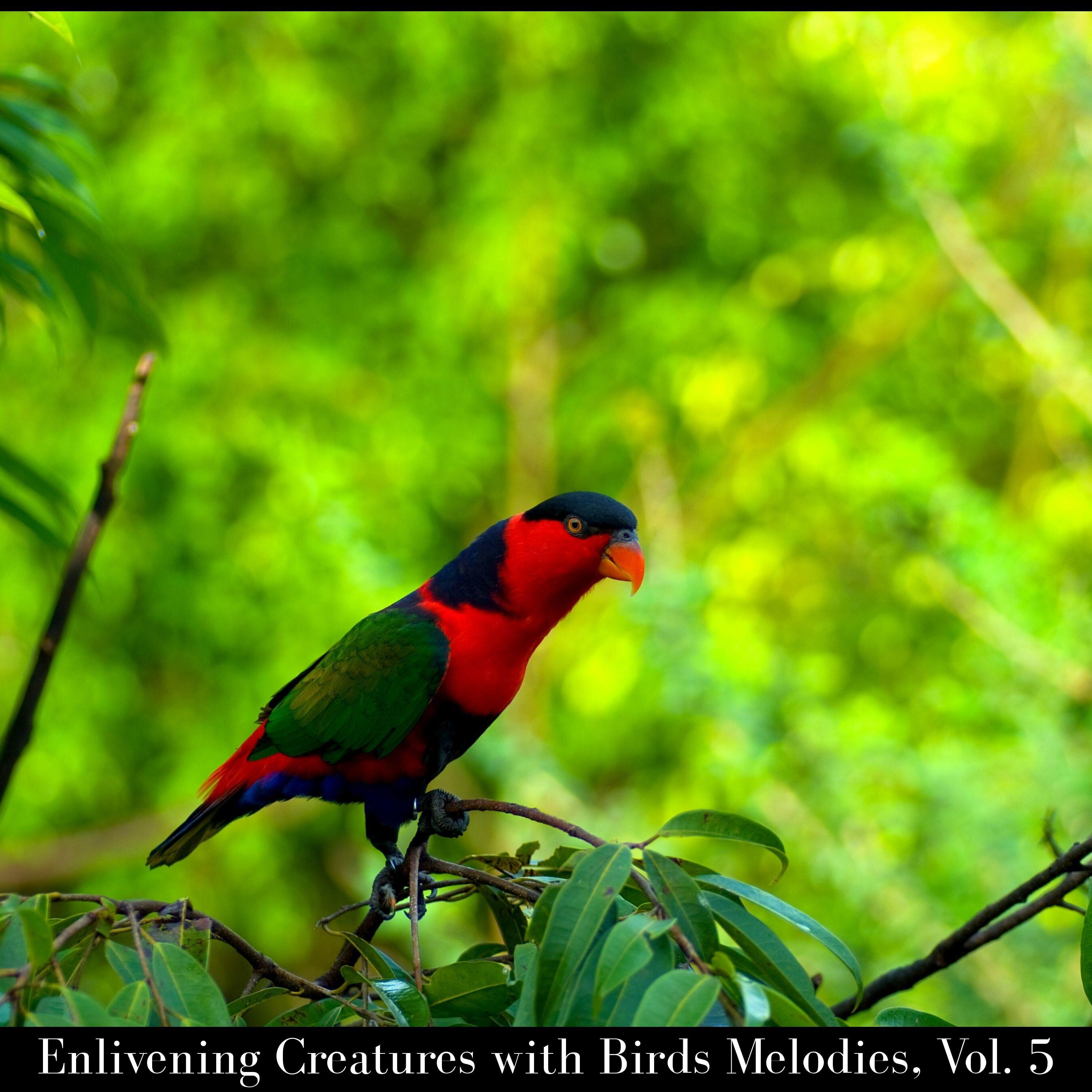 Steffan Murray - Essential Northern Flicker Music