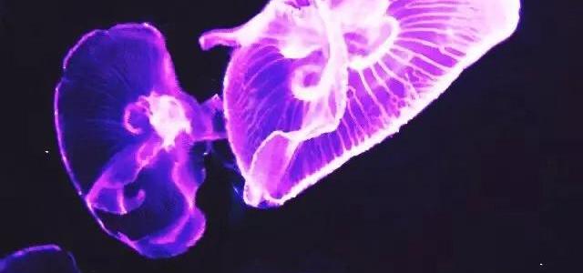 Oysocean