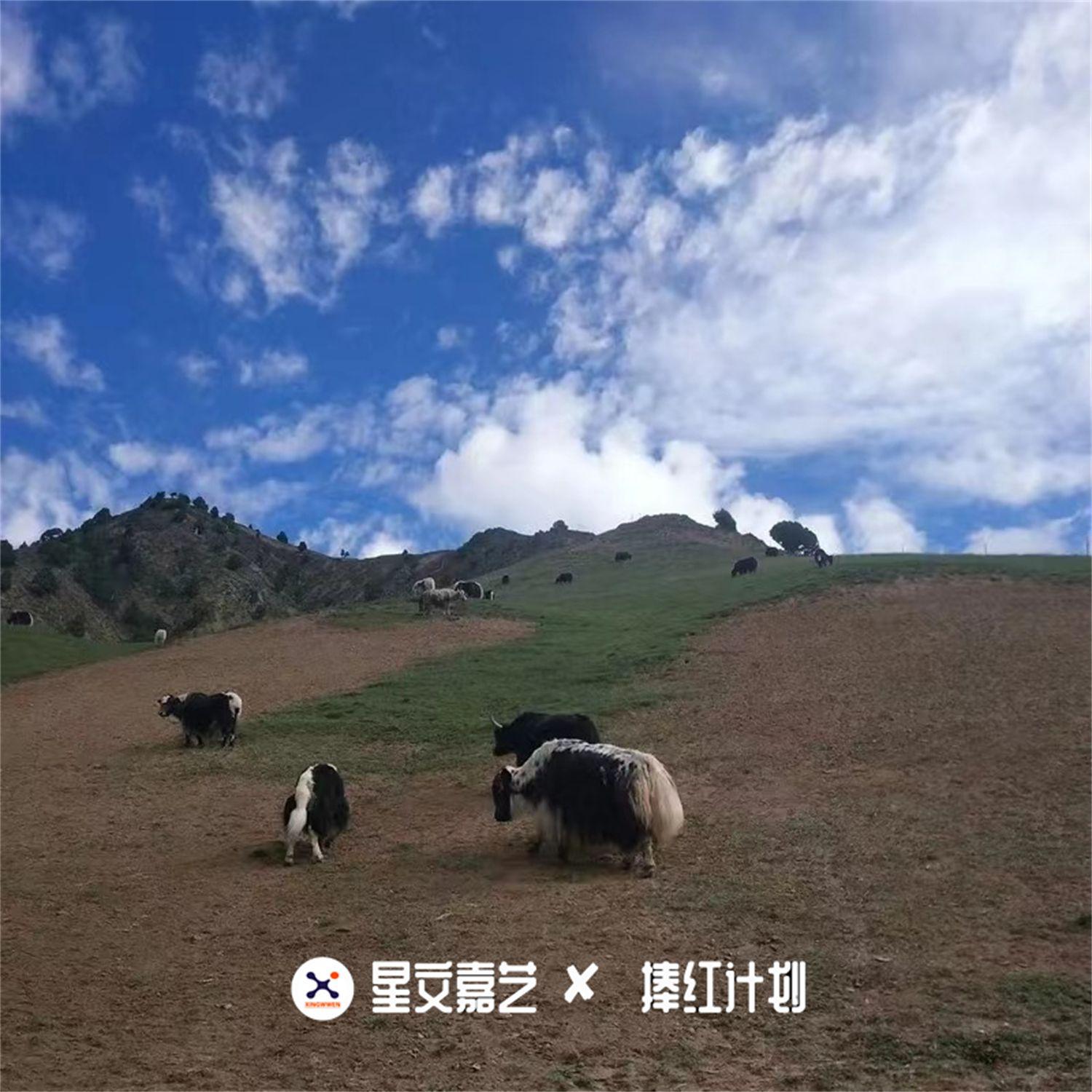 青海花儿歌曲封面