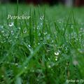 Petrichor