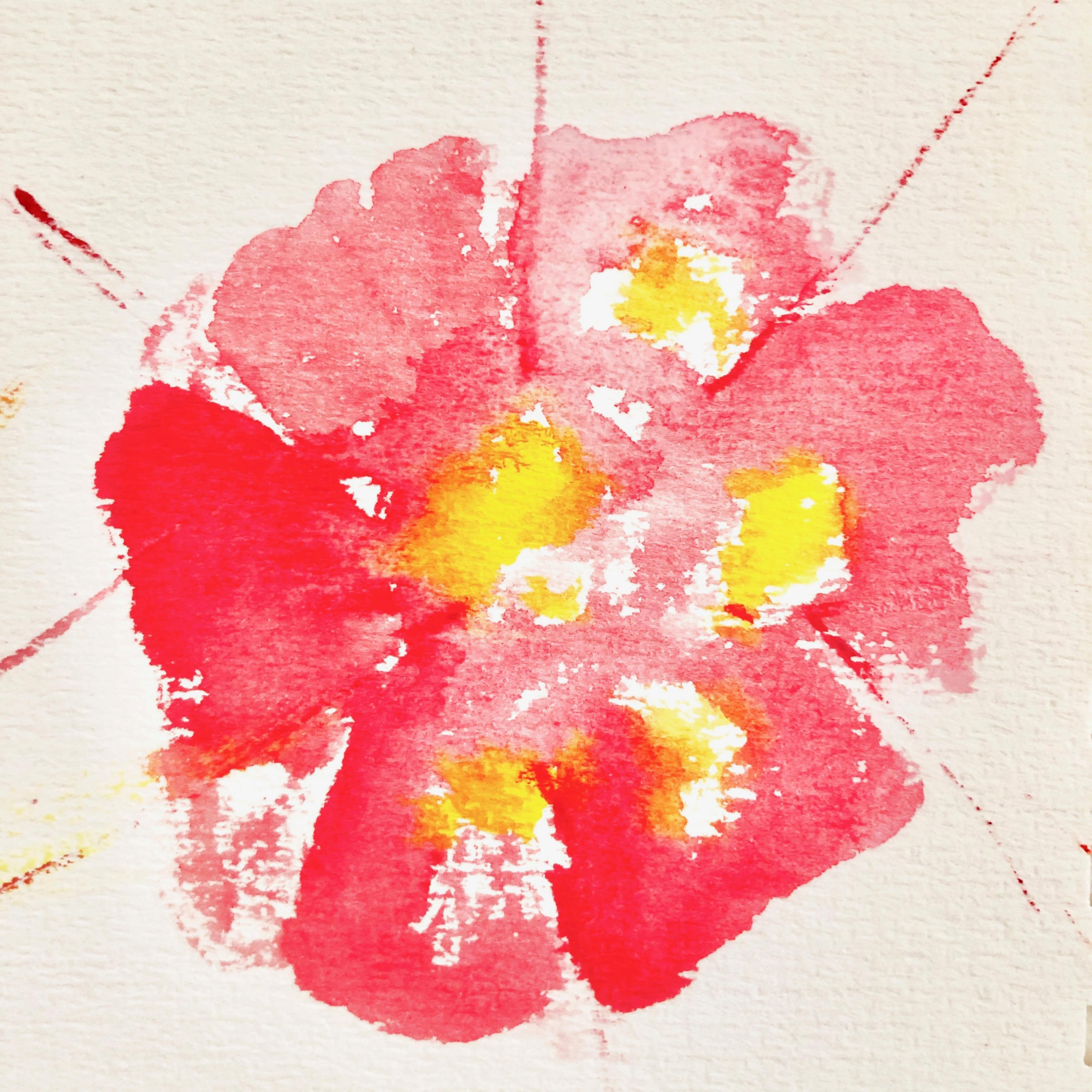 Rosa de Montaña