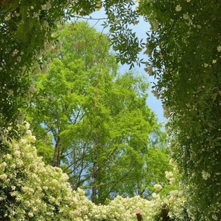 伴你走出阴霾的轻音乐