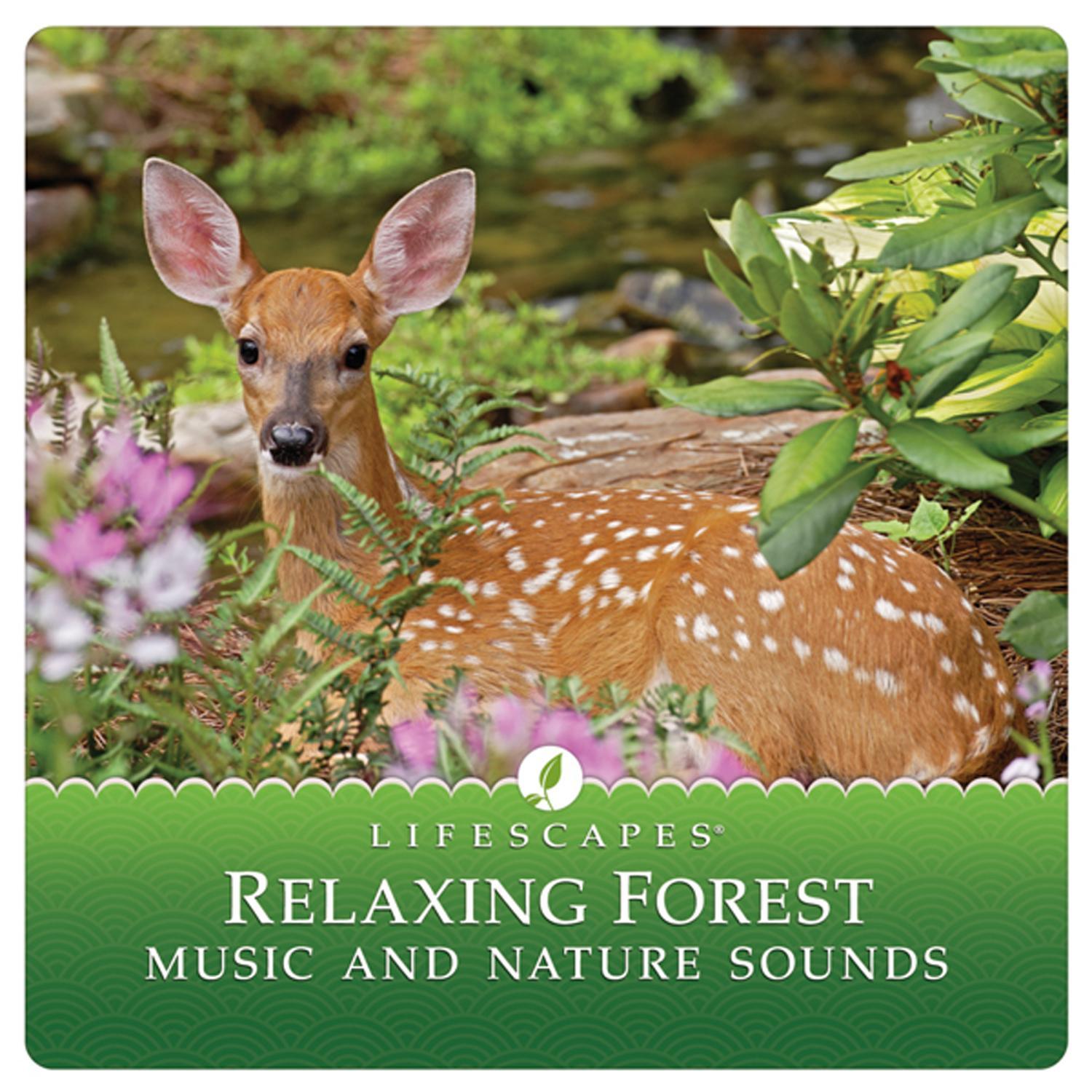 Relaxing Forest