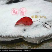 残雪（Cover 蒋蒋）