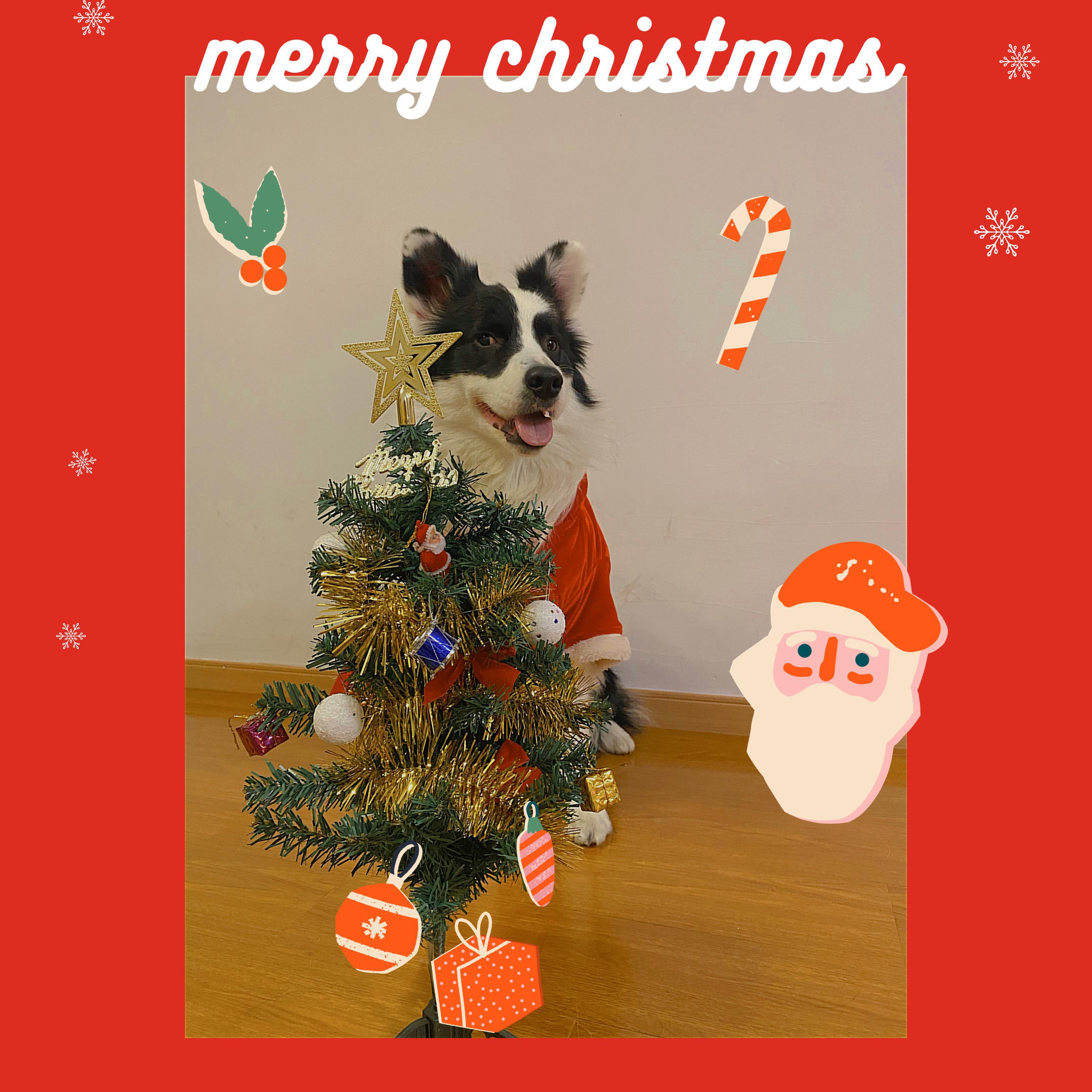 ♡ panda Xmas song ♡
