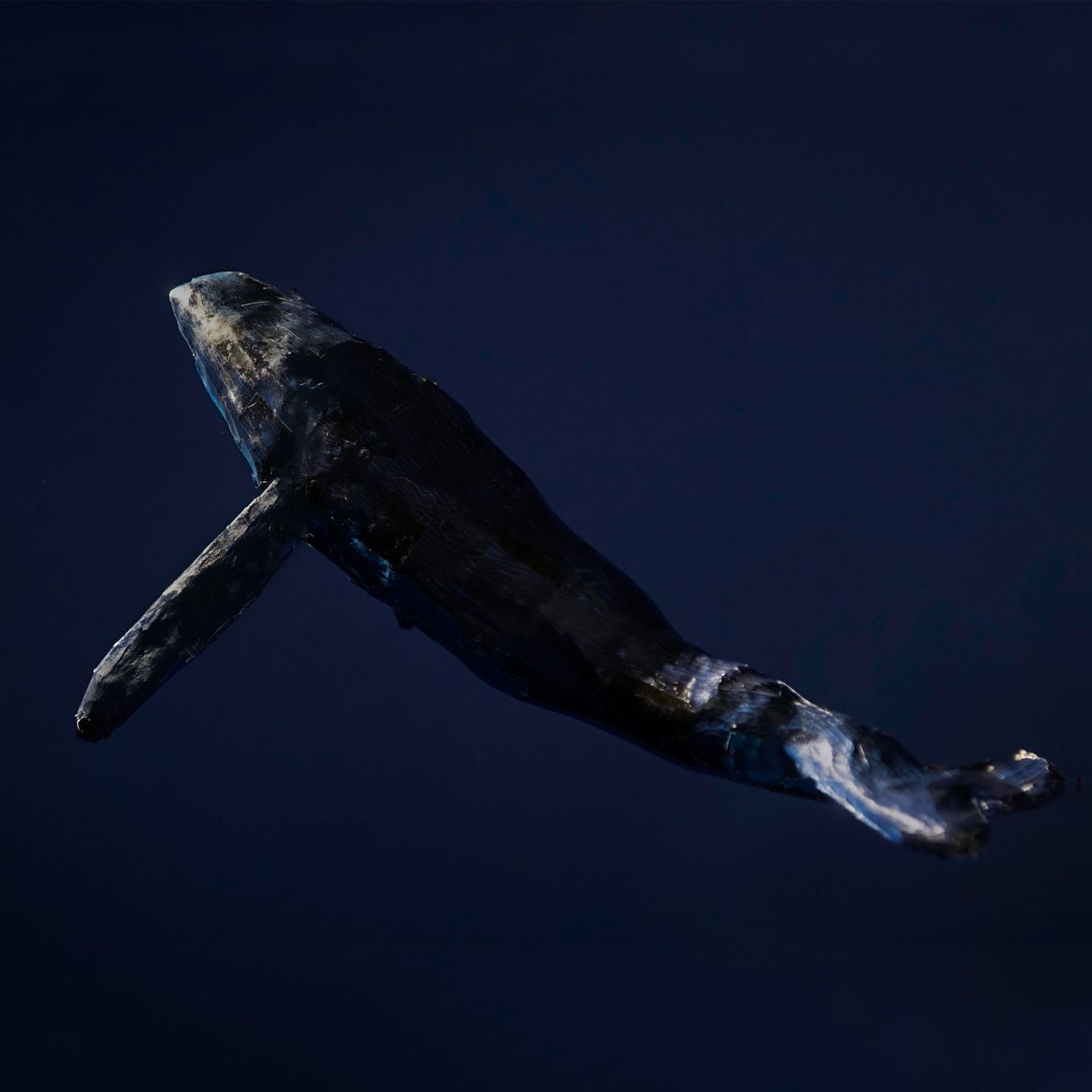 鲸落（Whale Fall）