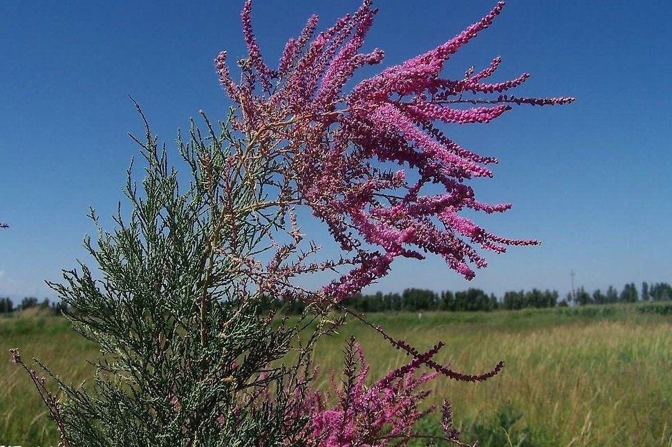 红柳娃 来自网易