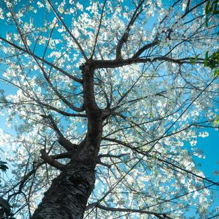 敏感的人注定要掉更多眼泪