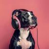 Olas de música para perros - Vibraciones De Juego De Perros