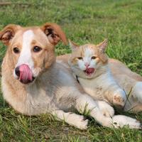 Relaxation Music for Pets: Calm and Gentle