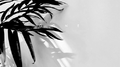 Loves me not专辑