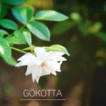 Gökotta专辑