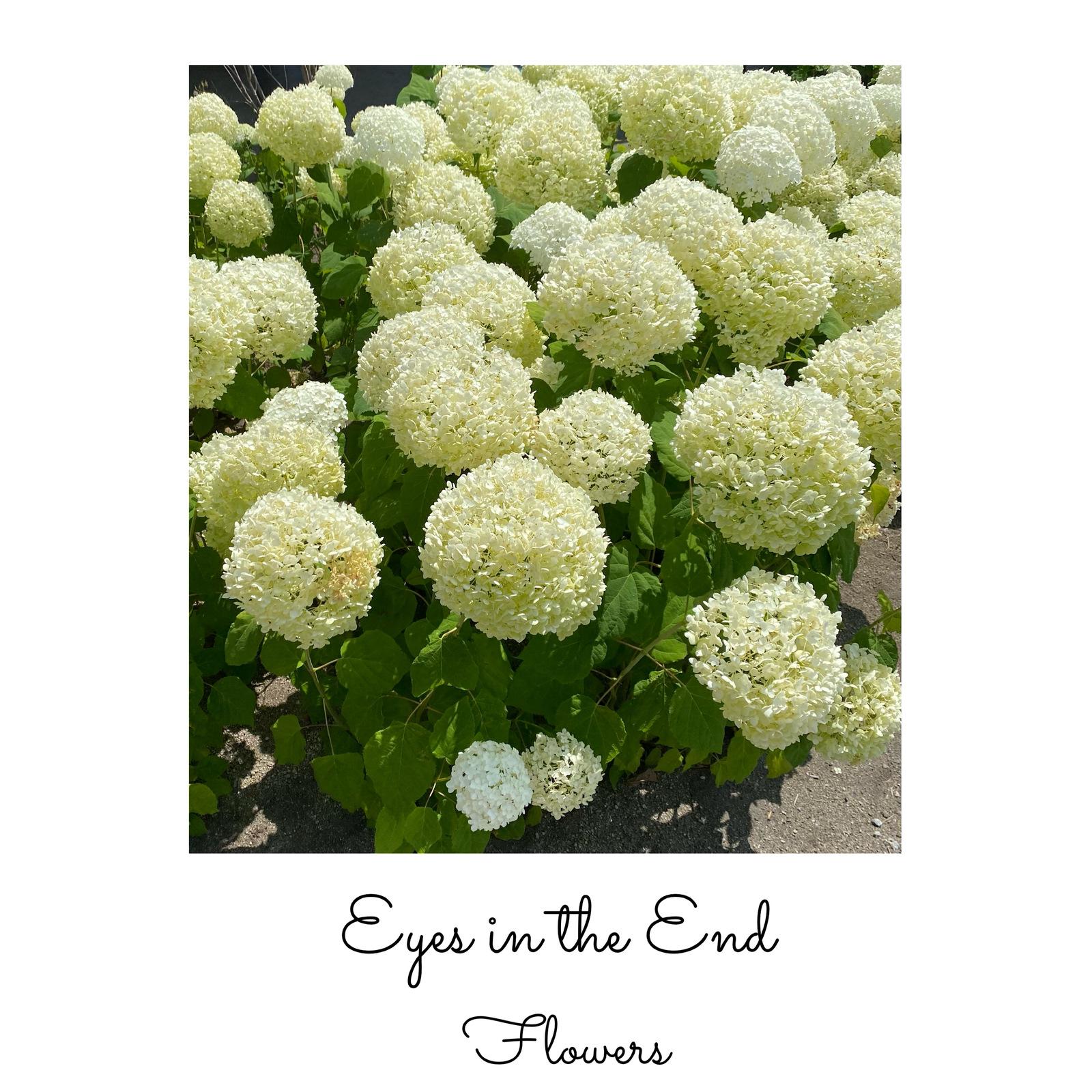 Eyes in the End