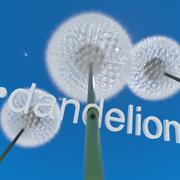 Dandelion