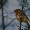 Cozy Nature Soothing Music Library - Birds At Canyon