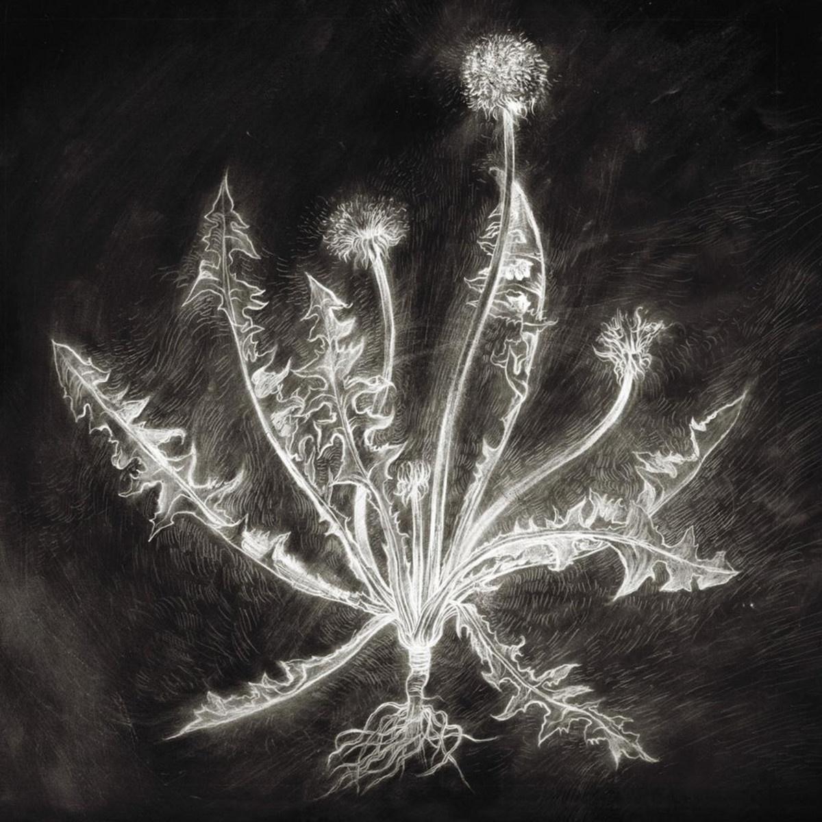 Dandelion