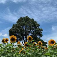 146 -PSY-We Can't Stop★Em