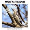 Wave of Bliss Ocean Music - Gentle Birds Sound