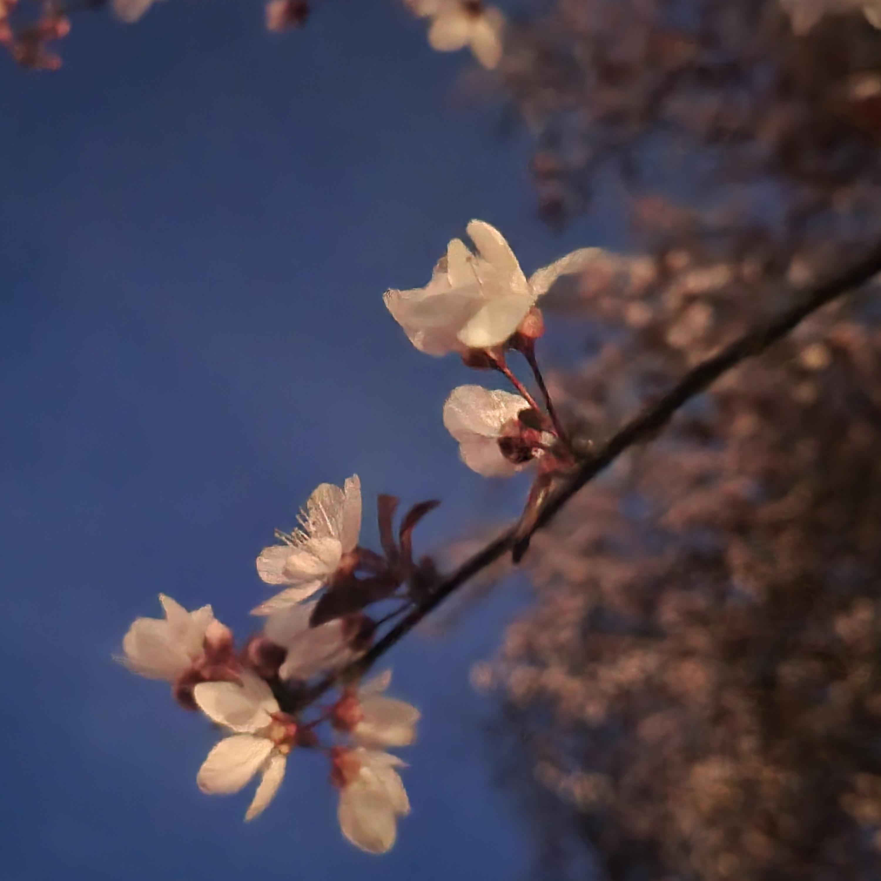 Ride (feat. Starfall)