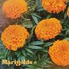 Titus Haskins - Marigolds