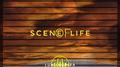 Scene of Life专辑