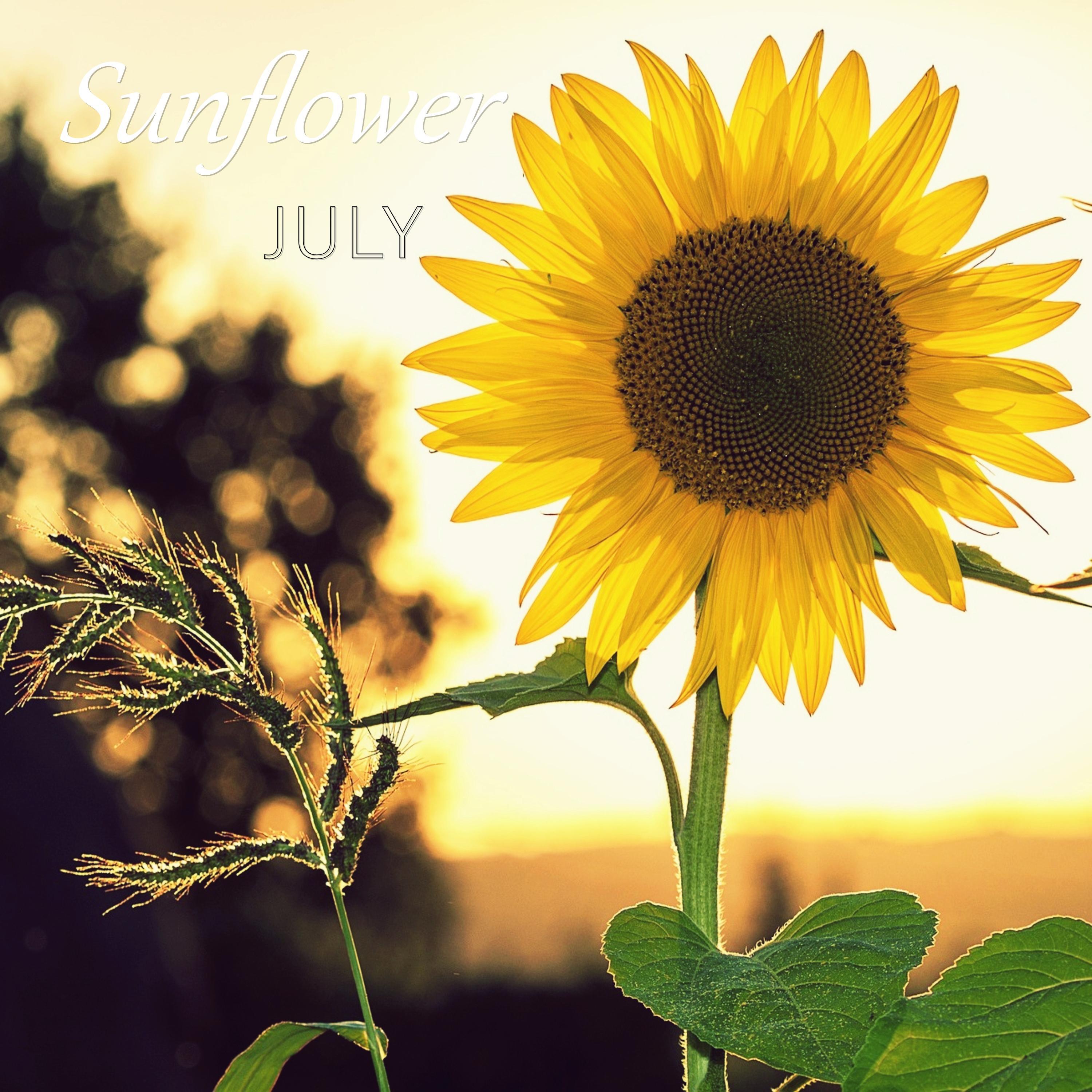 July - Sunflower