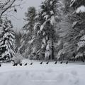 New Hampshire Snow