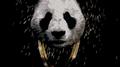 panda (remix)专辑